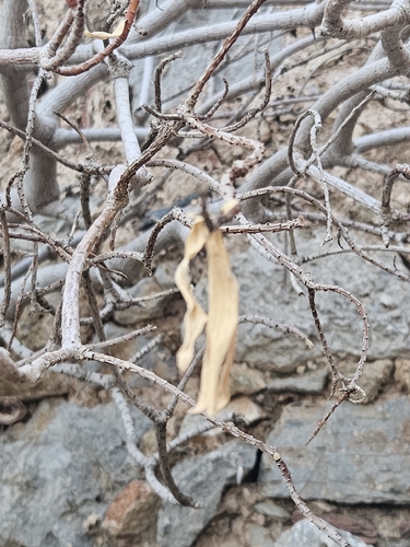 Euphorbia dendroides, photograph 4