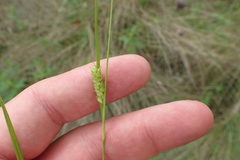 Carex meadii