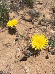 Malacothrix fendleri