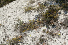 Genista albida