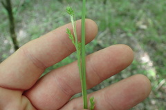 Carex oxylepis