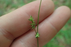 Carex texensis