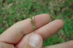 Carex texensis