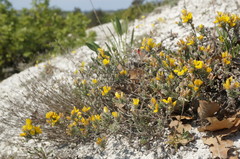 Genista albida