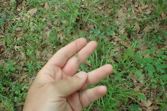 Carex texensis