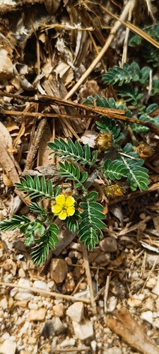 puncture vine