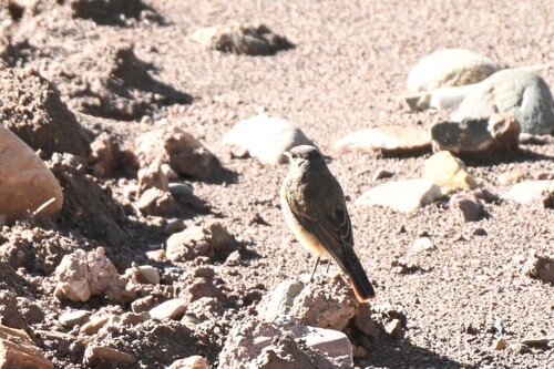 Black Redstart