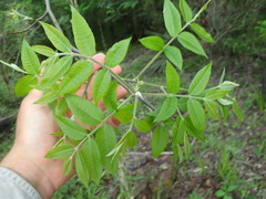 Carya myristiciformis