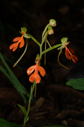 Red-Lipped Habenaria
