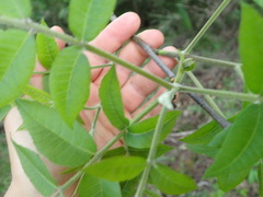 Carya myristiciformis