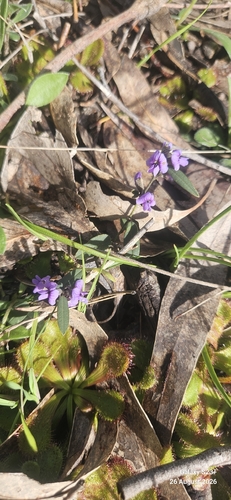 common hovea