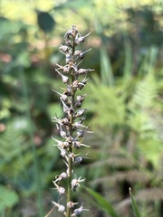 Aletris farinosa