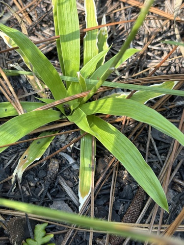 Aletris farinosa, photograph 2