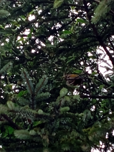 Elliot's Laughingthrush