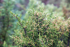 Pherosphaera hookeriana