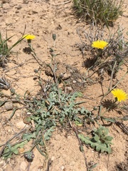 Malacothrix fendleri