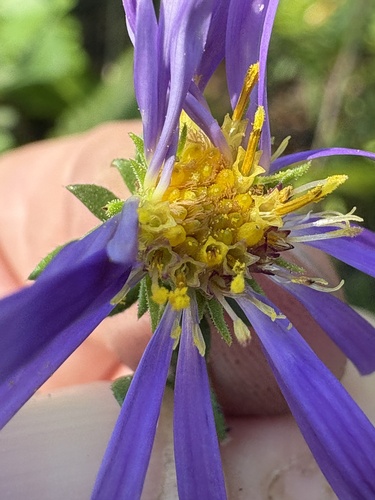 Symphyotrichum grandiflorum