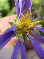 Symphyotrichum grandiflorum