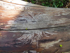 Scolytus