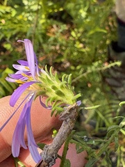 Symphyotrichum grandiflorum, photograph author not stated, no rights reserved