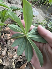 Lupinus latifolius, photograph author not stated, no rights reserved
