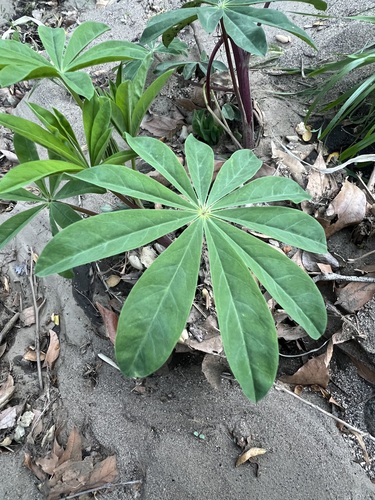 Lupinus latifolius, photograph 1
