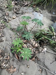 Lupinus latifolius, photograph author not stated, no rights reserved