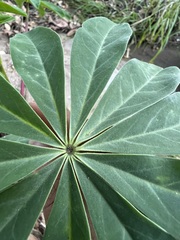 Lupinus latifolius, photograph author not stated, no rights reserved