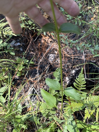 Helianthus atrorubens, photograph 6