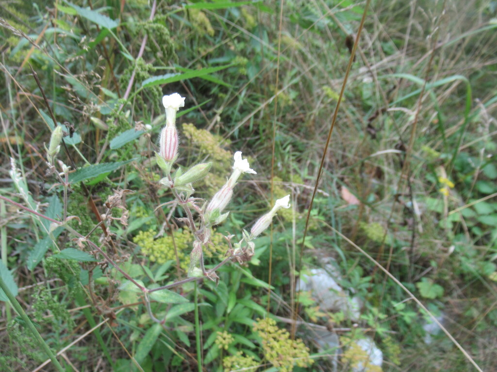 Silene noctiflora; photograph author not stated, no rights reserved