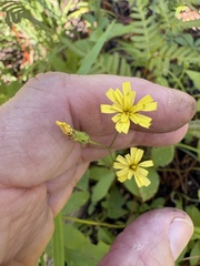 Hieracium gronovii
