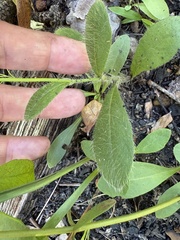 Hieracium gronovii, photograph author not stated, no rights reserved
