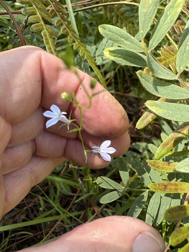 Lobelia nuttallii, photograph 1