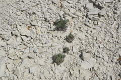 Seseli dichotomum
