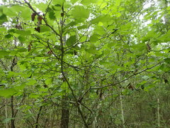 Crataegus mollis