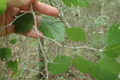 Crataegus mollis