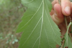 Crataegus mollis
