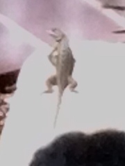 Sceloporus occidentalis