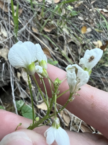 Cardamine californica, photograph 2