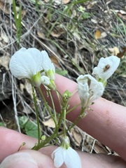 author not stated, no rights reserved Cardamine californica, photograph author not stated, no rights reserved