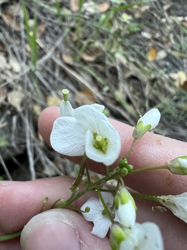 Cardamine californica, photograph 3