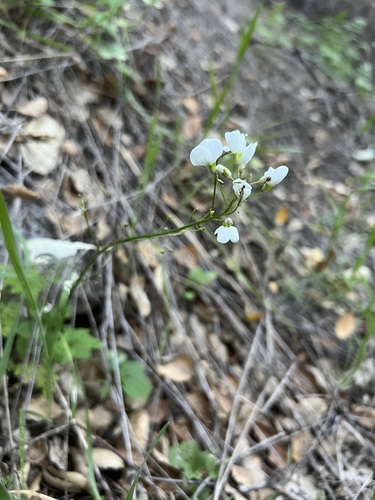 Cardamine californica
