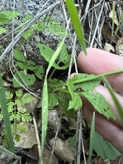 author not stated, no rights reserved Cardamine californica, photograph author not stated, no rights reserved