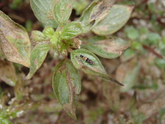 Cosmopterix pulchrimella