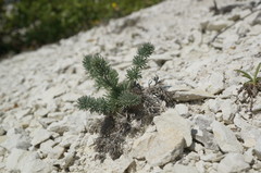 Seseli dichotomum