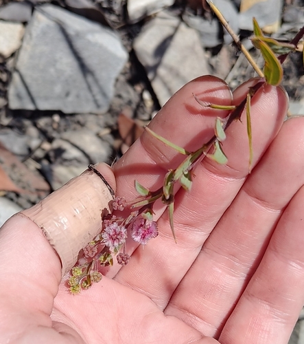 Acacia purpureapetala, 2026-08-26