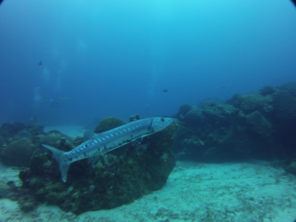 Great barracuda