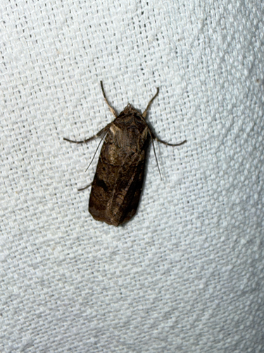 Variable Cutworm