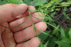 Cynosciadium digitatum