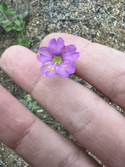 Mirabilis laevis, photograph author not stated, no rights reserved
